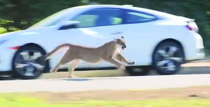 The mountain lion during his hunt