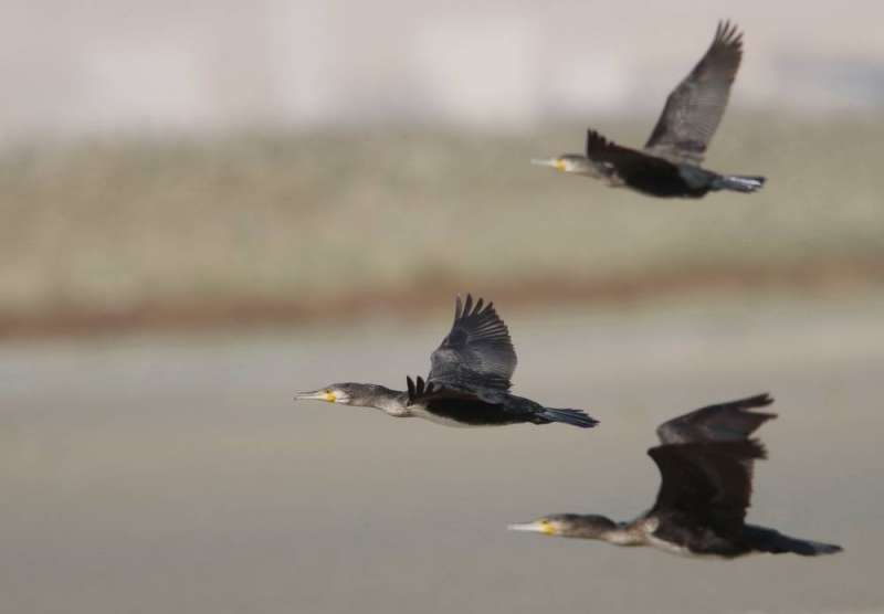 Loot birds fly in the sanctuaries