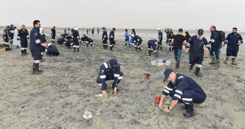 غرس 1000 شتلة «مانغروف» في محمية الجهراء