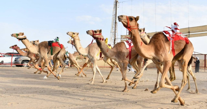 300 ذلول في مهرجان دعيج السلمان